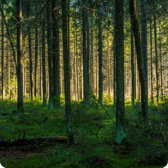 A dense forest illuminated by sunlight.
